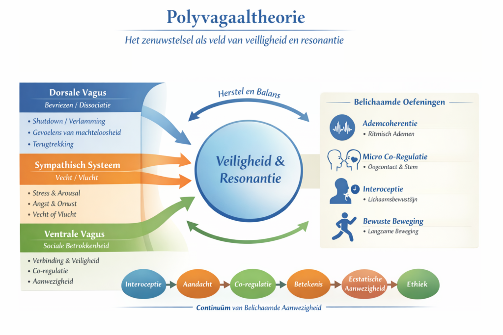Infographic van de Polyvagaaltheorie, toont dorsale vagale, sympathische en ventrale vagale routes, effecten op emoties, gedrag en sociale resonantie, geïntegreerd in het continuüm van belichaamde aanwezigheid met oefeningen zoals ademcoherentie, co-regulatie, interoceptie en rituelen.